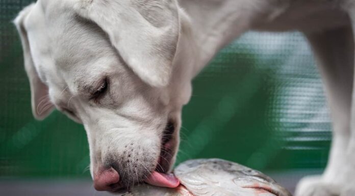 Can Dogs Eat Fish Heads? A Complete Guide to Feeding Fish Heads to Your Furry Friend