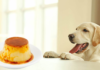 Can Dogs Eat Flan? The Sweet Truth About This Creamy Dessert