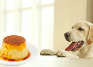 Can Dogs Eat Flan? The Sweet Truth About This Creamy Dessert