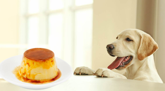 Can Dogs Eat Flan? The Sweet Truth About This Creamy Dessert