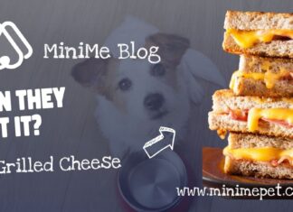 Can Dogs Eat Grilled Cheese? The Cheesy Truth Your Pup Needs to Know! A grilled cheese i made and my dog awaiting his portion