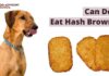Can Dogs Eat Hashbrowns? The Ultimate Guide to Sharing Your Breakfast Faves with Your Furry Friend