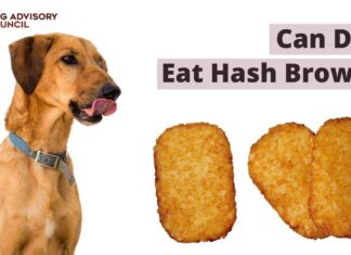 Can Dogs Eat Hash Browns? Here’s What You Need to Know Before Sharing Your Breakfast!