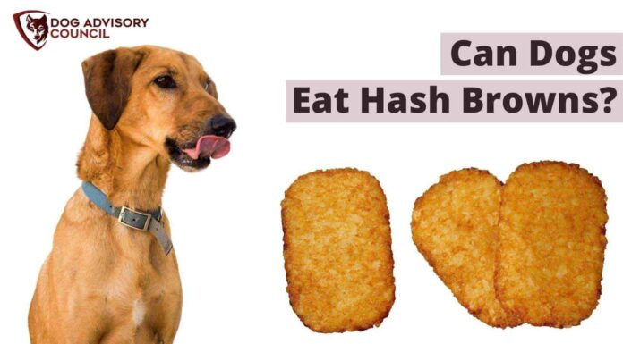 Can Dogs Eat Hash Browns? Here’s What You Need to Know Before Sharing Your Breakfast!