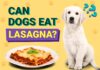 Can Dogs Eat Lasagna? The Truth About This Italian Favorite & Your Furry Friend Can Dogs Eat Lasagna? Expert Answers to Your Questions