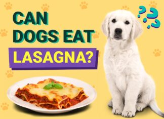 Can Dogs Eat Lasagna? A Pet Parent’s Guide to This Italian Favorite Can Dogs Eat Lasagna? Expert Answers to Your Questions