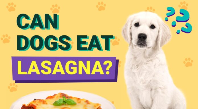 Can Dogs Eat Lasagna? A Pet Parent’s Guide to This Italian Favorite Can Dogs Eat Lasagna? Expert Answers to Your Questions