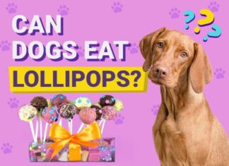 Can Dogs Eat Lollipops? The Sweet Truth That Might Shock You! Can Dogs Eat Lollipops? Vet