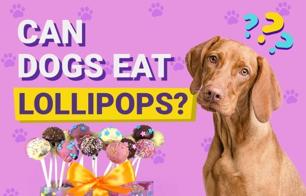 Can Dogs Eat Lollipops? The Sweet Truth That Might Shock You! Can Dogs Eat Lollipops? Vet