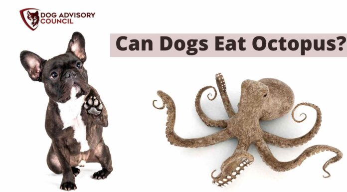 Can Dogs Eat Octopus? The Ultimate Guide to Feeding Your Furry Friend This Sea Creature Can Dogs Eat Octopus?