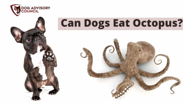 Can Dogs Eat Octopus?