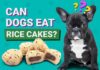 Can Dogs Eat Rice Cakes? The Surprising Truth About This Human Snack! Can dogs eat rice cakes?