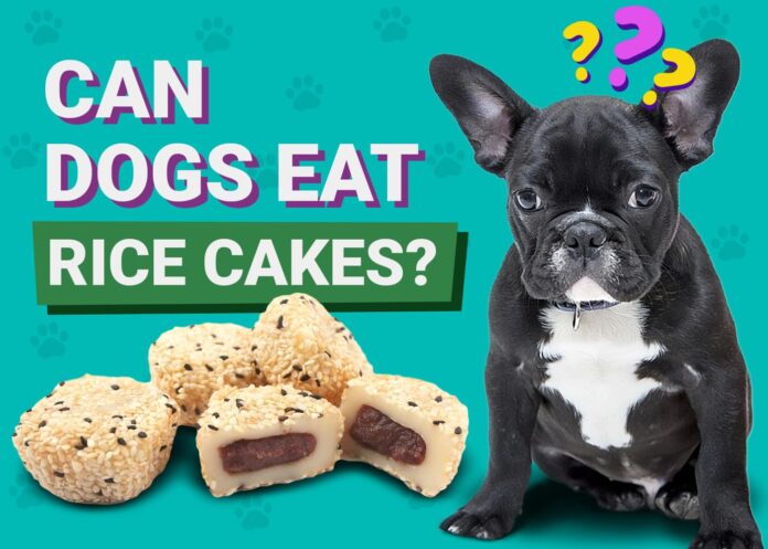 Can dogs eat rice cakes?