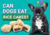 Can Dogs Safely Enjoy Apple Cinnamon Rice Cakes? A Complete Guide for Pet Parents Can Dogs Eat Rice Cakes? How to Feed Rice Cakes to Dogs
