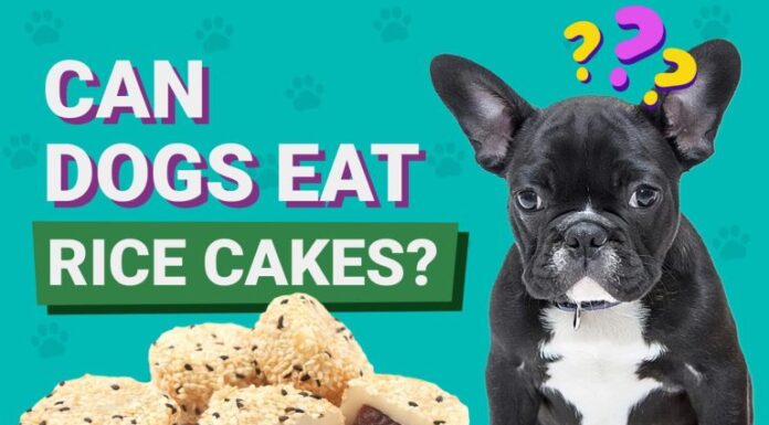 Can Dogs Safely Enjoy Apple Cinnamon Rice Cakes? A Complete Guide for Pet Parents Can Dogs Eat Rice Cakes? How to Feed Rice Cakes to Dogs