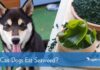Can Dogs Eat Seaweed Paper? A Complete Guide to Feeding Your Furry Friend This Ocean Treat!