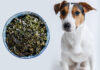 Can Dogs Eat Roasted Seaweed? A Complete Guide to Feeding Your Pup This Trendy Snack
