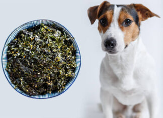 Can Dogs Eat Roasted Seaweed? A Complete Guide to Feeding Your Pup This Trendy Snack
