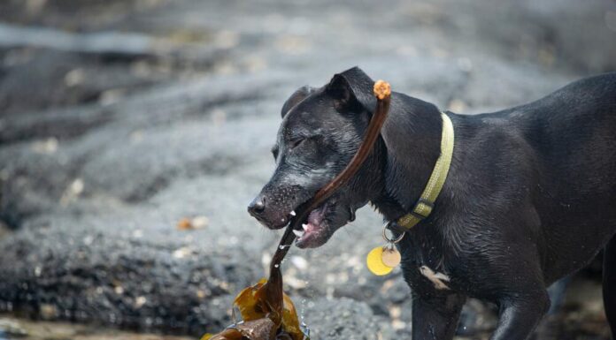 Can Dogs Eat Dry Seaweed? A Complete Guide to Feeding Your Furry Friend This Ocean Superfood