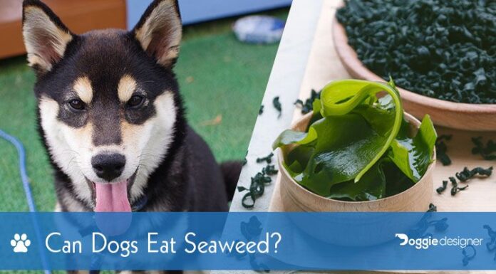 Can Dogs Eat Seaweed Paper? A Complete Guide to Feeding Your Furry Friend This Ocean Treat!