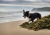Can Dogs Have Seaweed Paper? A Tasty and Safe Treat for Your Furry Friend!