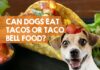 Can Dogs Eat Tacos? The Tasty Truth About Sharing Mexican Food with Your Furry Friend Can Dogs Eat Tacos? Expert Answers to Your Questions
