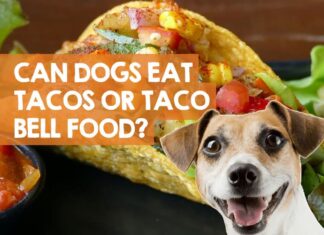 Can Dogs Eat Tacos? The Tasty Truth About Sharing Mexican Food with Your Furry Friend Can Dogs Eat Tacos? Expert Answers to Your Questions