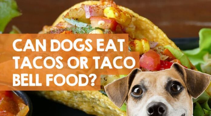 Can Dogs Eat Tacos? The Tasty Truth About Sharing Mexican Food with Your Furry Friend Can Dogs Eat Tacos? Expert Answers to Your Questions