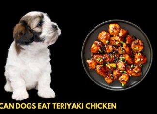 Can Dogs Eat Teriyaki Chicken? Here’s What You Need to Know Before Sharing Your Takeout! My dog just ate some of my teriyaki chicken bowl. Is this dangerous to him?