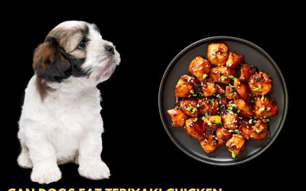 Can Dogs Eat Teriyaki Chicken? Here’s What You Need to Know Before Sharing Your Takeout! My dog just ate some of my teriyaki chicken bowl. Is this dangerous to him?