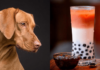 Can Dogs Have Boba? The Truth About Bubble Tea and Your Furry Friend Are tapioca pearls toxic to my dog if he eats 3 of them?
