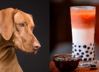 Can Dogs Have Boba? The Truth About Bubble Tea and Your Furry Friend Are tapioca pearls toxic to my dog if he eats 3 of them?