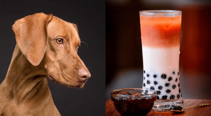 Can Dogs Have Boba? The Truth About Bubble Tea and Your Furry Friend Are tapioca pearls toxic to my dog if he eats 3 of them?