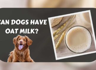 Is Oat Milk Bad for Dogs? Here’s What You Need to Know Before Sharing Your Plant-Based Drink Can Dogs Have Almond