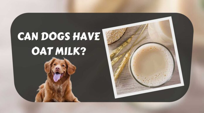 Can Dogs Have Oat Milk? Everything You Need to Know About This Trendy Plant-Based Drink for Your Furry Friend Can Dogs Have Almond