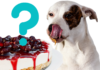 Can Dogs Have Cheesecake? The Sweet Truth About This Creamy Treat Is it ok if my dog ate a whole cheesecake or should I be worried?