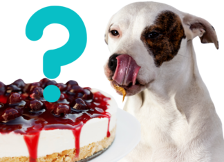 Can Dogs Have Cheesecake? The Sweet Truth About This Creamy Treat Is it ok if my dog ate a whole cheesecake or should I be worried?