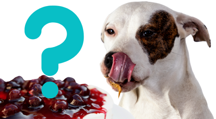 Can Dogs Have Cheesecake? The Sweet Truth About This Creamy Treat Is it ok if my dog ate a whole cheesecake or should I be worried?