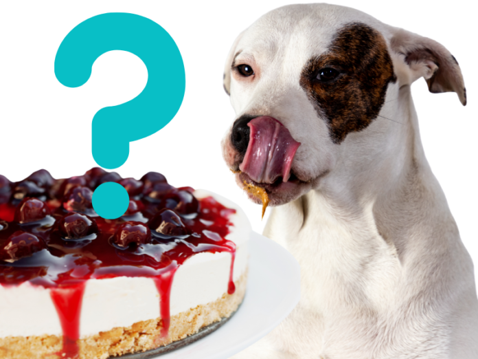 Is it ok if my dog ate a whole cheesecake or should I be worried?