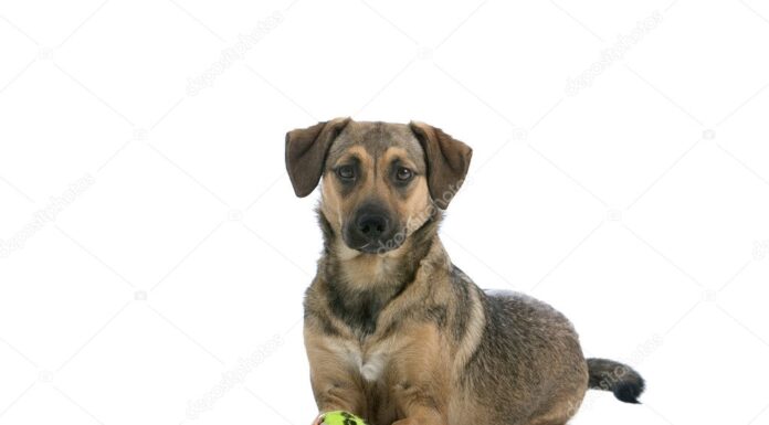 Austrian Pinscher Mix: The Hidden Gem of Mixed Breed Dogs You Never Knew You Needed! Austrian Pinscher