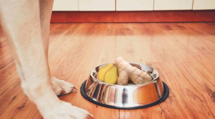 Can You Give Your Dog Ginger Ale? What Pet Parents Need to Know Can Dogs Have Ginger Ale?