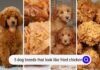 Can Dogs Eat Fried Chicken? Here’s What You Need to Know Before Sharing Your Crispy Treats!