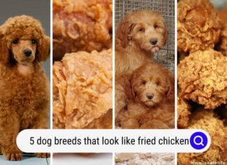 Can Dogs Eat Fried Chicken? Here’s What You Need to Know Before Sharing Your Crispy Treats!