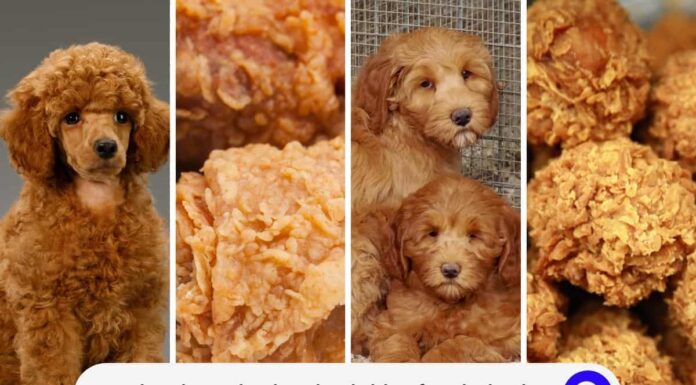 Can Dogs Eat Fried Chicken? Here’s What You Need to Know Before Sharing Your Crispy Treats!