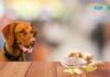 Can Dogs Have Ginger Ale? Everything You Need to Know About Giving Your Pup This Fizzy Drink Can Dogs Have Ginger Ale?