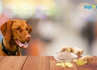 Can Dogs Have Ginger Ale? Everything You Need to Know About Giving Your Pup This Fizzy Drink Can Dogs Have Ginger Ale?