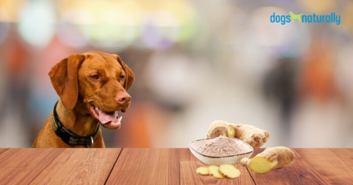 Can Dogs Have Ginger Ale?