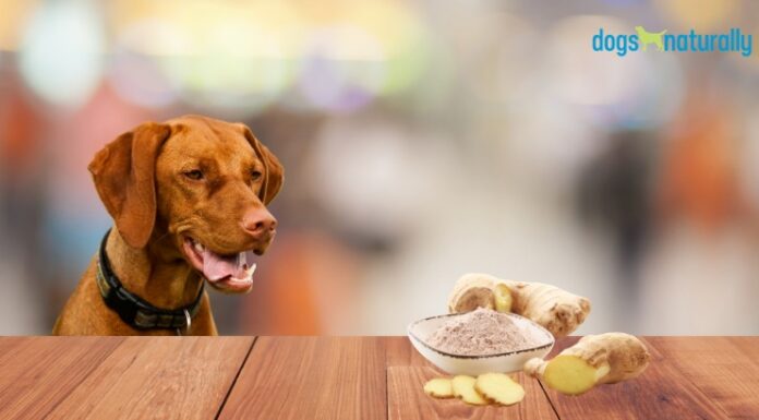 Can Dogs Have Ginger Ale? Everything You Need to Know About Giving Your Pup This Fizzy Drink Can Dogs Have Ginger Ale?