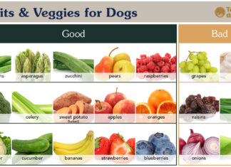 Are Fruit Snacks Safe for Dogs? The Truth About These Chewy Treats!