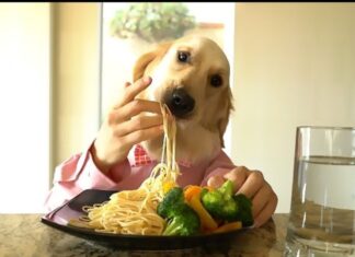 Can Dogs Eat Nerds Candy? Here’s What You Need to Know Before Sharing These Tiny Treats! Our dog ate four boxes of nerds candy and one box of Skittles. Will she be ok m. Her name is Pixi. She is 3yo. 3. She's